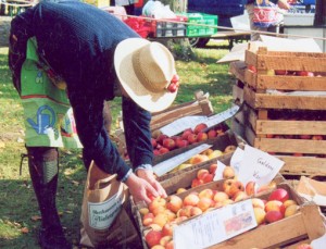 Obstmarkt Tiefengruben, Äpfel