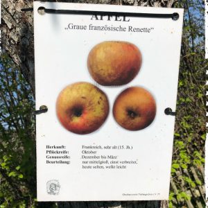 Informationstafel alte Apfelsorte Graue französische Renette