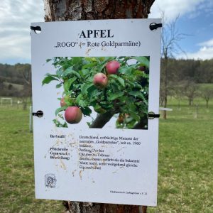 Informationstafel alte Apfelsorte ROGO – Rote Goldparmäne